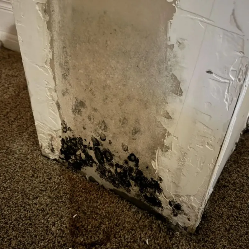 Professional Mold Removal in Craig County, VA